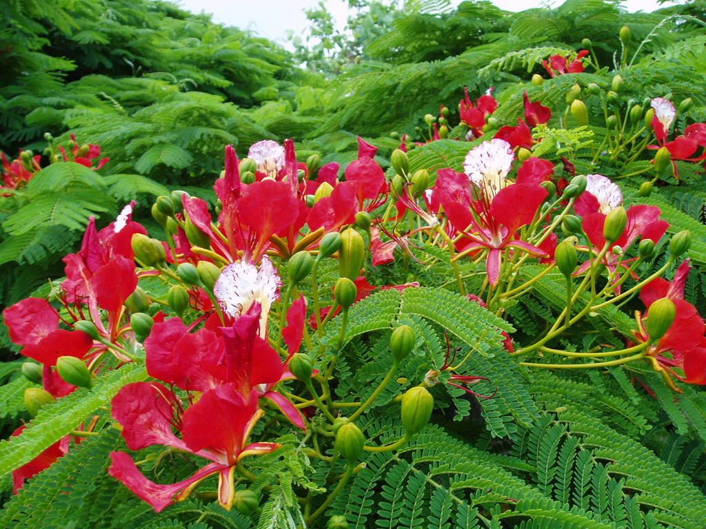 בורנט פיין Poinciana Cottages מראה חיצוני תמונה